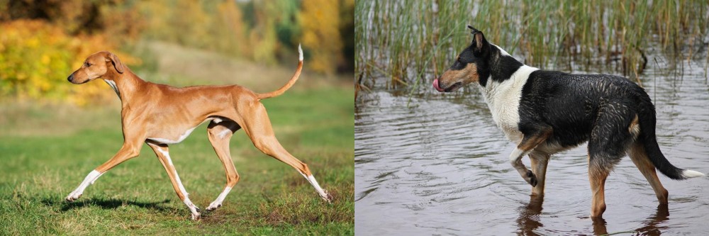 Smooth Collie vs Azawakh - Breed Comparison