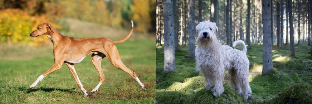Soft-Coated Wheaten Terrier vs Azawakh - Breed Comparison