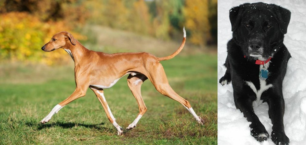 St. John's Water Dog vs Azawakh - Breed Comparison