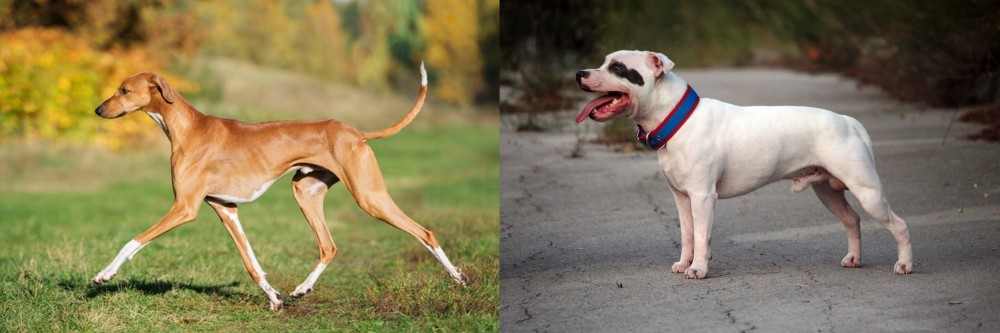 Staffordshire Bull Terrier vs Azawakh - Breed Comparison