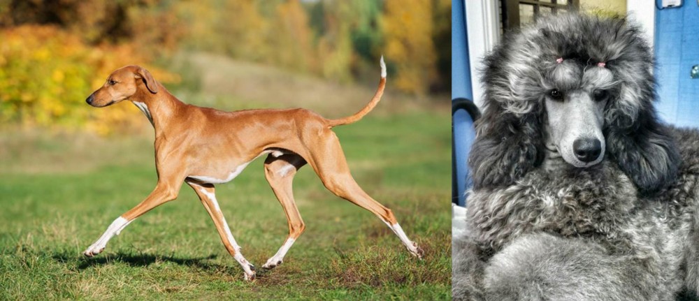 Standard Poodle vs Azawakh - Breed Comparison