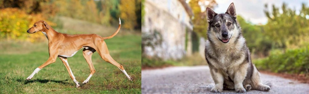 Swedish Vallhund vs Azawakh - Breed Comparison