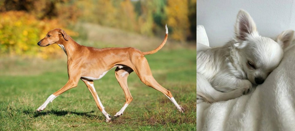 Tea Cup Chihuahua vs Azawakh - Breed Comparison