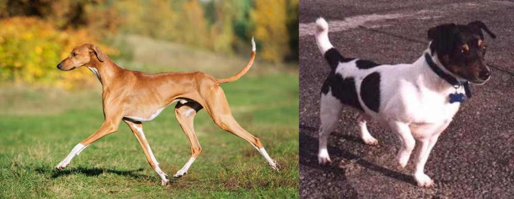 Teddy Roosevelt Terrier vs Azawakh - Breed Comparison