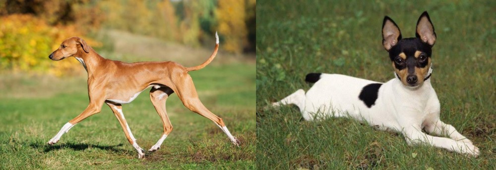 Toy Fox Terrier vs Azawakh - Breed Comparison
