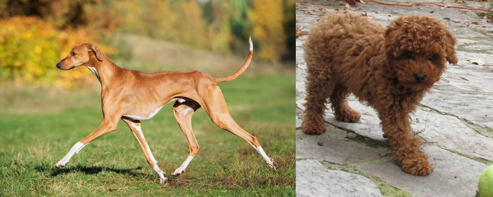 Toy Poodle vs Azawakh - Breed Comparison
