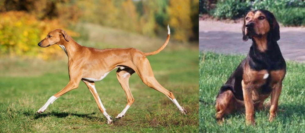 Tyrolean Hound vs Azawakh - Breed Comparison