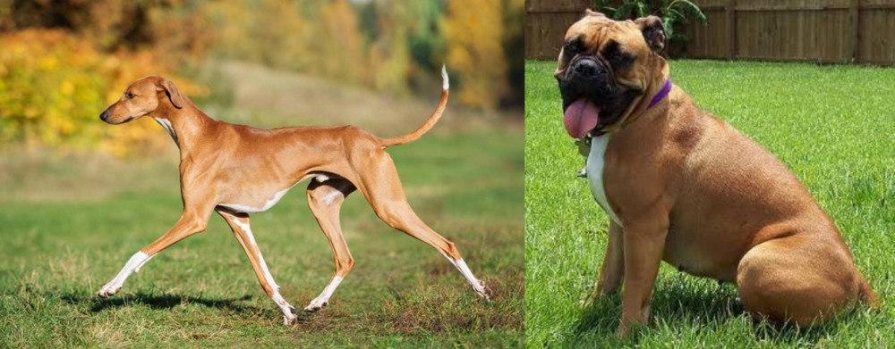 Valley Bulldog vs Azawakh - Breed Comparison