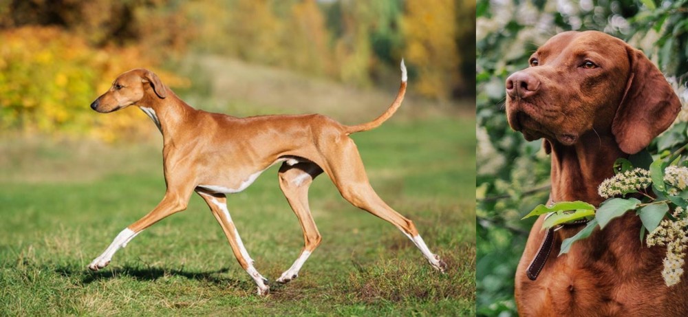 Vizsla vs Azawakh - Breed Comparison