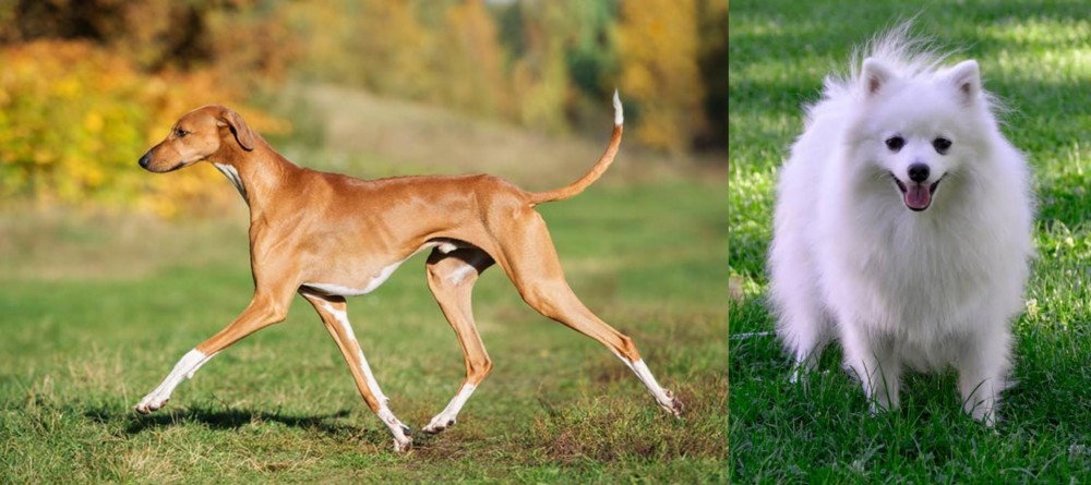 Volpino Italiano vs Azawakh - Breed Comparison
