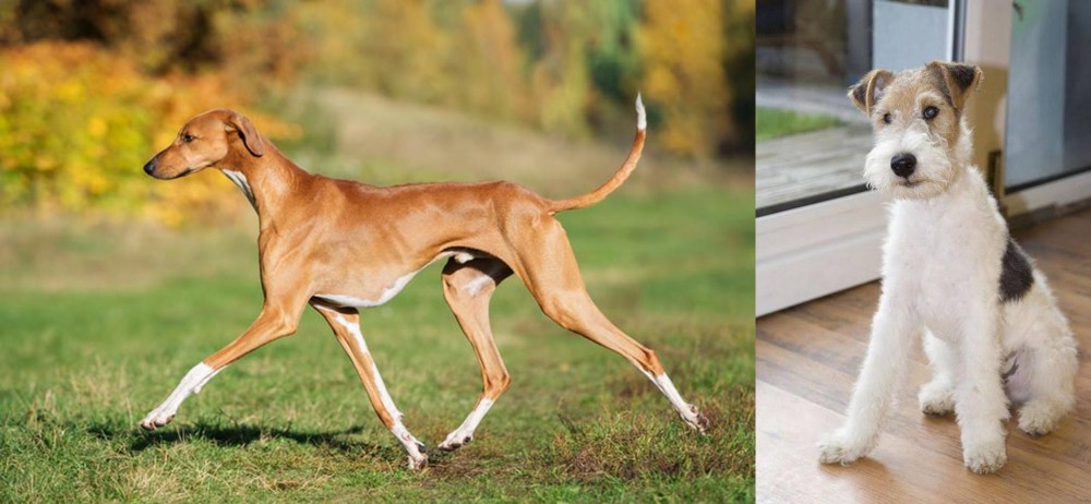 Wire Fox Terrier vs Azawakh - Breed Comparison