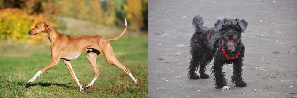 YorkiePoo vs Azawakh - Breed Comparison