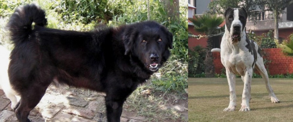 Alangu Mastiff vs Bakharwal Dog - Breed Comparison