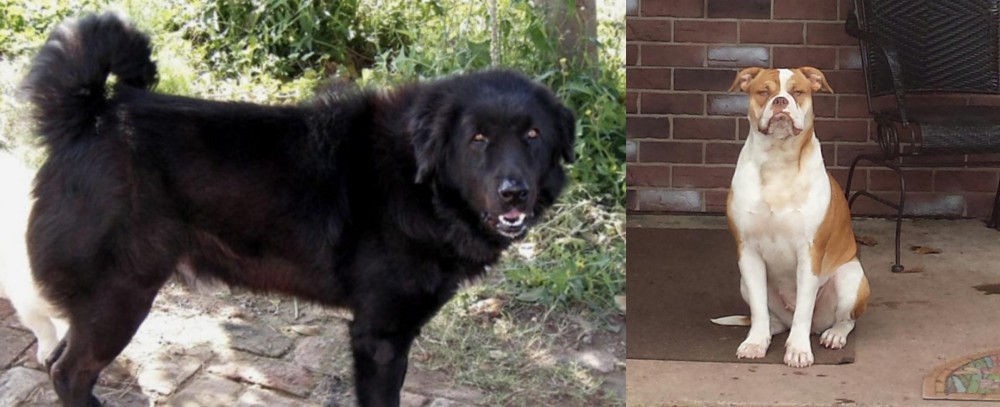 Alapaha Blue Blood Bulldog vs Bakharwal Dog - Breed Comparison