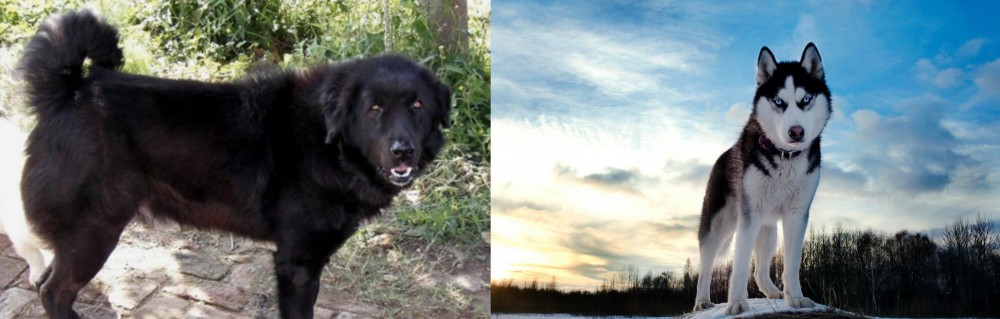 Alaskan Husky vs Bakharwal Dog - Breed Comparison