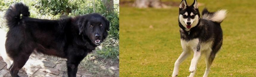 Alaskan Klee Kai vs Bakharwal Dog - Breed Comparison