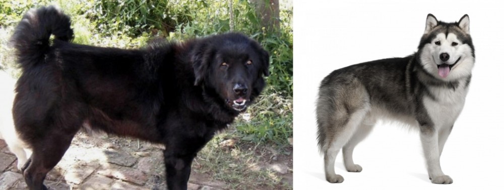 Alaskan Malamute vs Bakharwal Dog - Breed Comparison