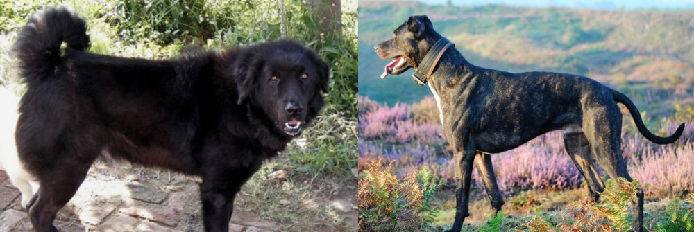 Alaunt vs Bakharwal Dog - Breed Comparison