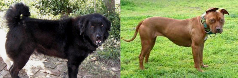 American Pit Bull Terrier vs Bakharwal Dog - Breed Comparison