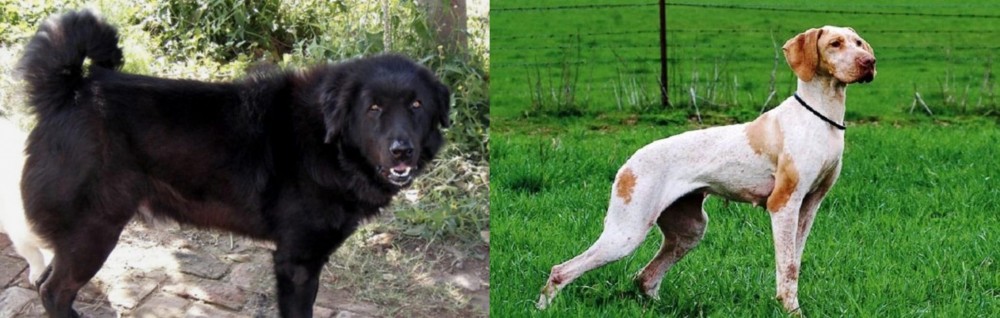 Ariege Pointer vs Bakharwal Dog - Breed Comparison