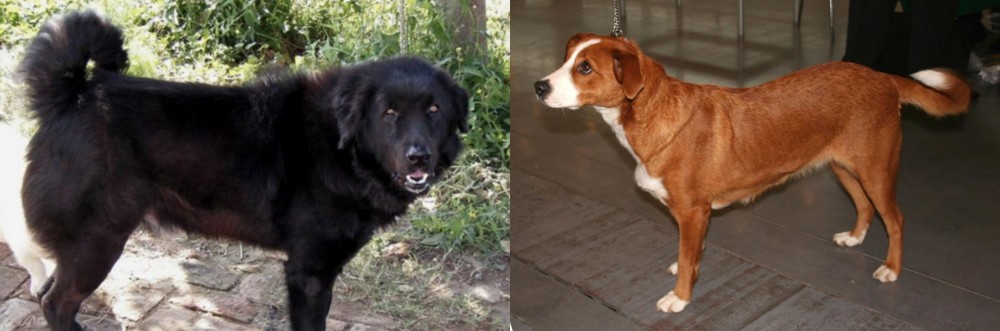 Austrian Pinscher vs Bakharwal Dog - Breed Comparison