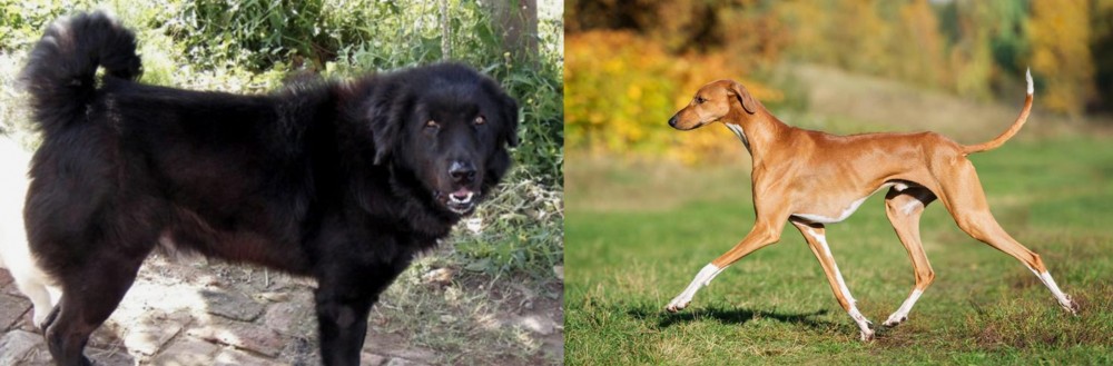 Azawakh vs Bakharwal Dog - Breed Comparison