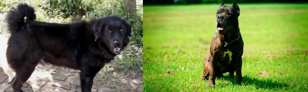 Bandog vs Bakharwal Dog - Breed Comparison