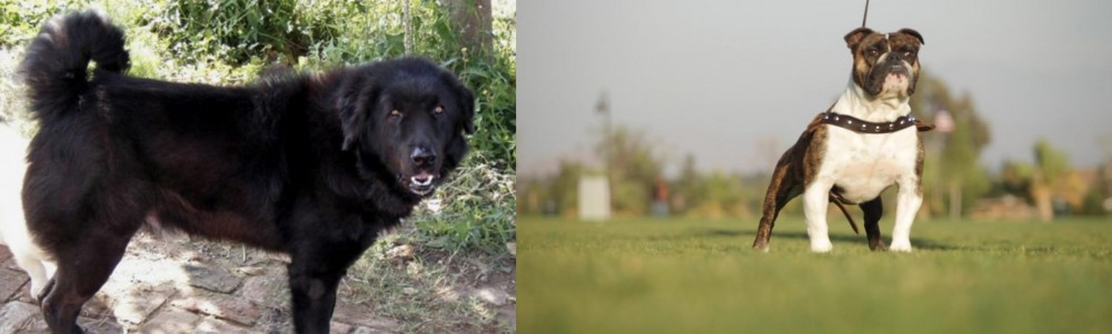 Bantam Bulldog vs Bakharwal Dog - Breed Comparison