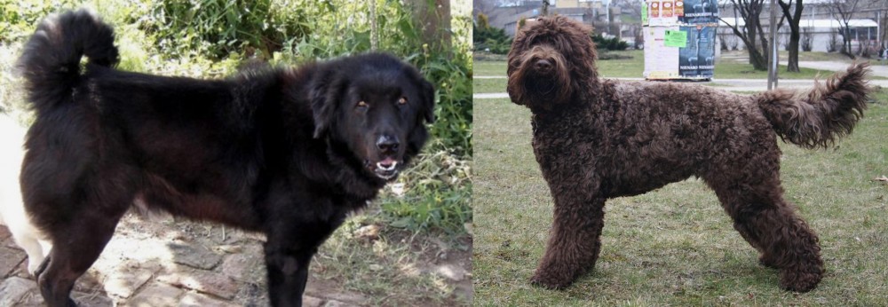 Barbet vs Bakharwal Dog - Breed Comparison