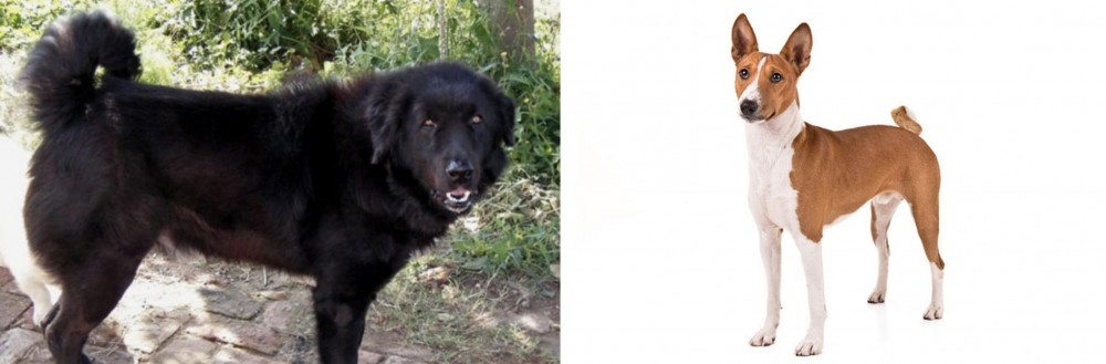 Basenji vs Bakharwal Dog - Breed Comparison