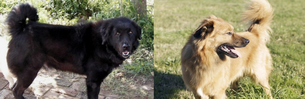 Basque Shepherd vs Bakharwal Dog - Breed Comparison