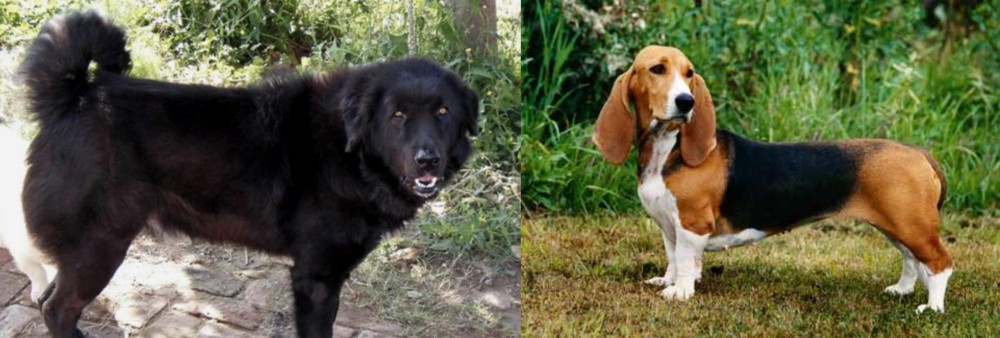 Basset Artesien Normand vs Bakharwal Dog - Breed Comparison
