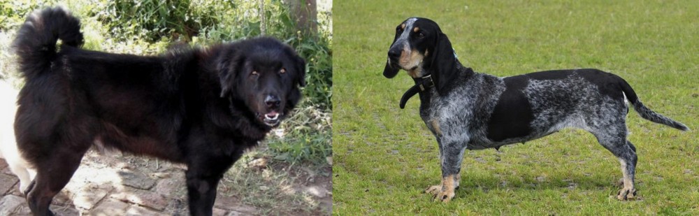 Basset Bleu de Gascogne vs Bakharwal Dog - Breed Comparison
