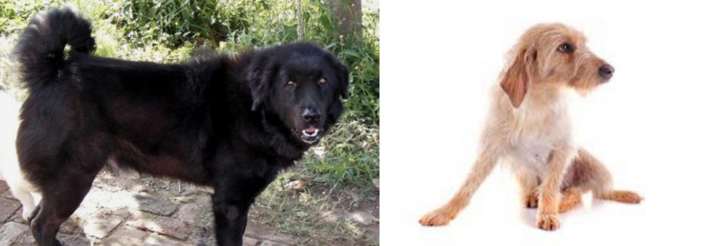 Basset Fauve de Bretagne vs Bakharwal Dog - Breed Comparison