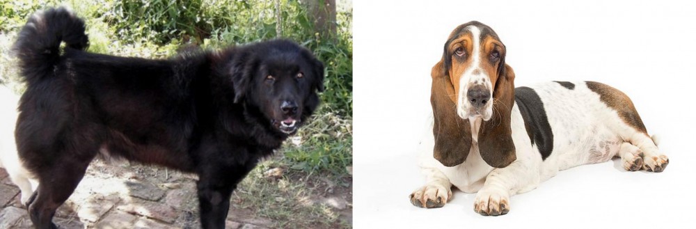 Basset Hound vs Bakharwal Dog - Breed Comparison