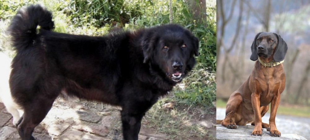 Bavarian Mountain Hound vs Bakharwal Dog - Breed Comparison