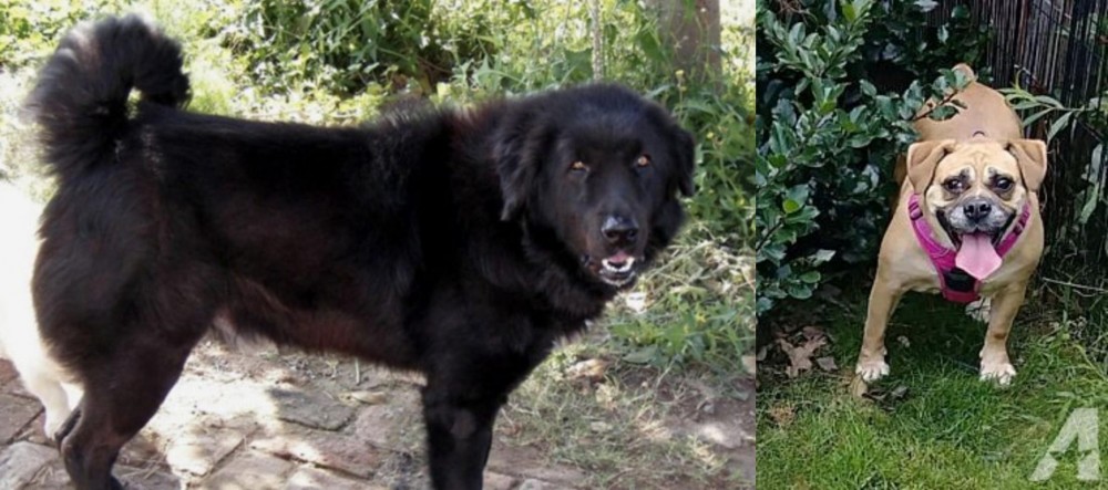 Beabull vs Bakharwal Dog - Breed Comparison