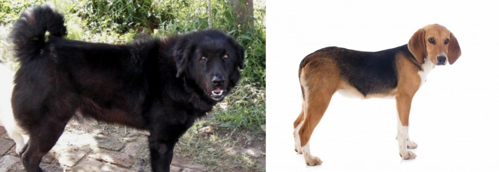 Beagle-Harrier vs Bakharwal Dog - Breed Comparison
