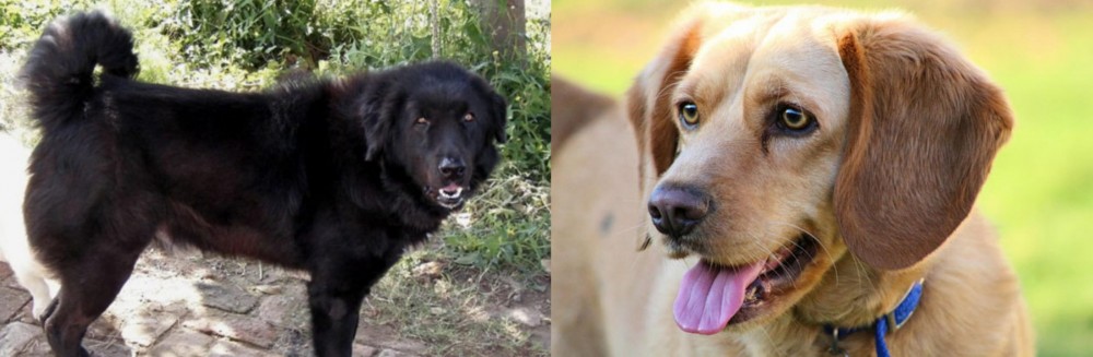 Beago vs Bakharwal Dog - Breed Comparison