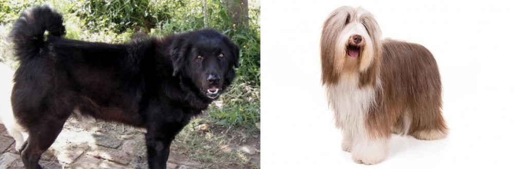 Bearded Collie vs Bakharwal Dog - Breed Comparison