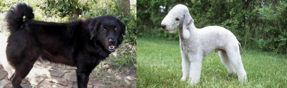 Bedlington Terrier vs Bakharwal Dog - Breed Comparison