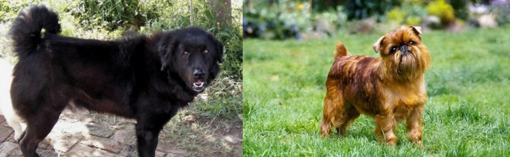 Belgian Griffon vs Bakharwal Dog - Breed Comparison