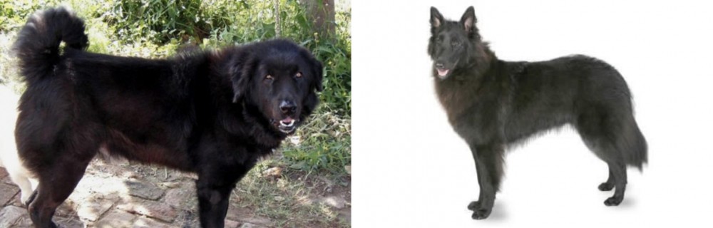 Belgian Shepherd vs Bakharwal Dog - Breed Comparison