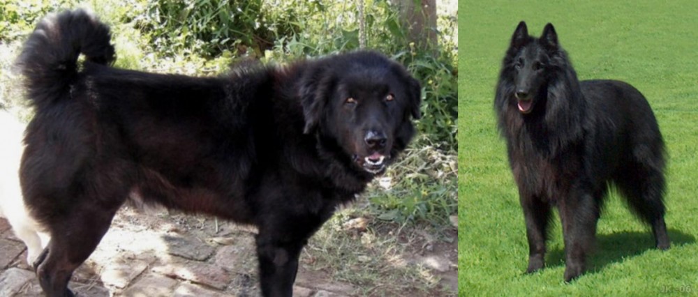 Belgian Shepherd Dog (Groenendael) vs Bakharwal Dog - Breed Comparison