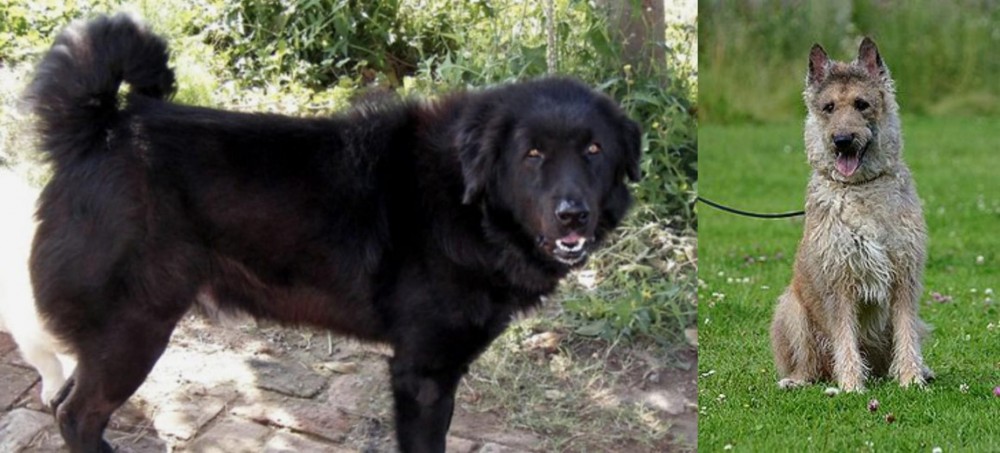 Belgian Shepherd Dog (Laekenois) vs Bakharwal Dog - Breed Comparison