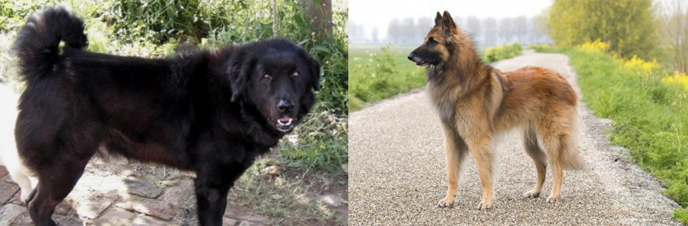 Belgian Shepherd Dog (Tervuren) vs Bakharwal Dog - Breed Comparison