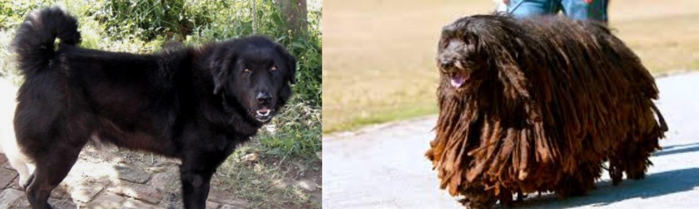 Bergamasco vs Bakharwal Dog - Breed Comparison