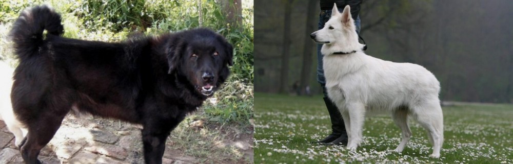 Berger Blanc Suisse vs Bakharwal Dog - Breed Comparison
