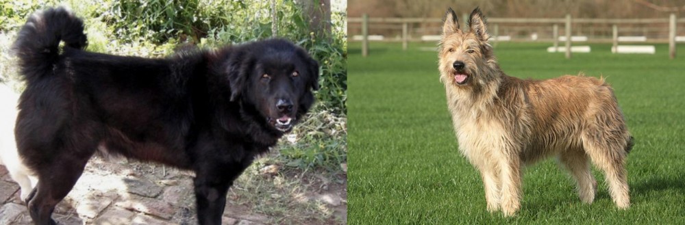 Berger Picard vs Bakharwal Dog - Breed Comparison