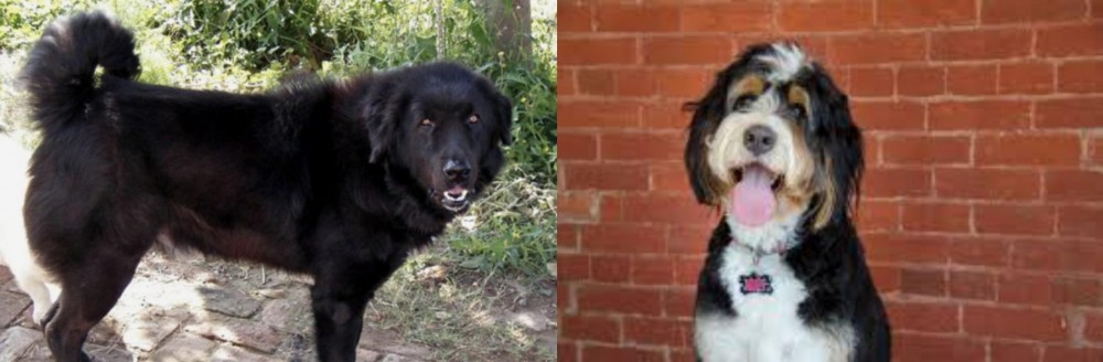 Bernedoodle vs Bakharwal Dog - Breed Comparison